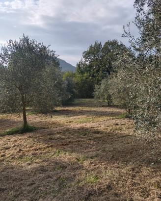 Terreno agricolo sui Colli Euganei