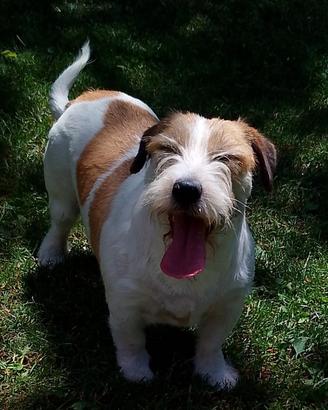 Jack Russell