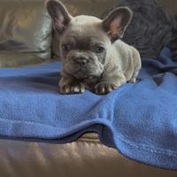 Cuccioli bulldog francese Blu/Lilac alto livello