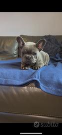 Cuccioli bulldog francese Blu/Lilac alto livello
