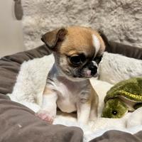 Chihuahua con pedigree Enci