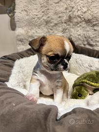 Chihuahua con pedigree Enci