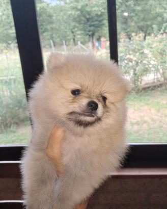 Cucciolo di Volpino di pomerania