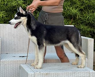 Splendido cucciolo maschio di Siberian Husky