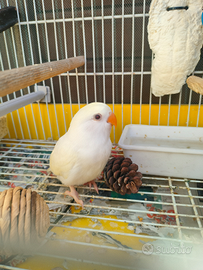 Pulli inseparabili fine svezzamento