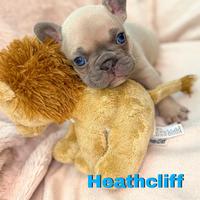 Bulldog francese cuccioli