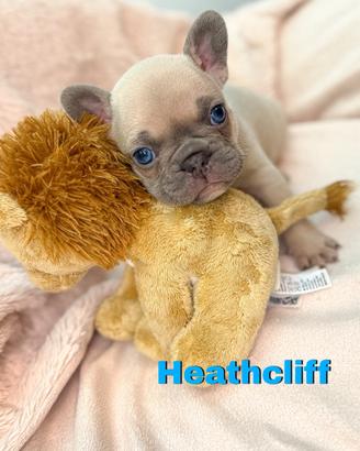 Bulldog francese cuccioli