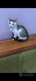 Gattino bianco e grigio