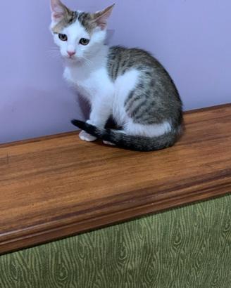 Gattino bianco e grigio