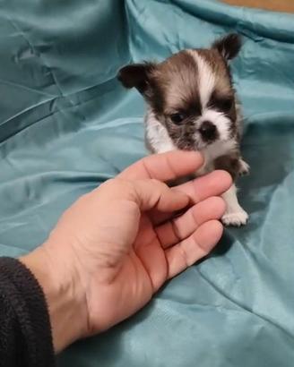 Cuccioli chihuahua
