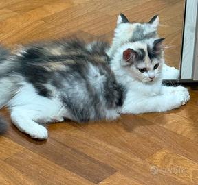 Gatto persiano cucciola