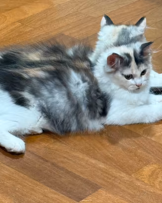 Gatto persiano cucciola