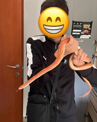 Serpente