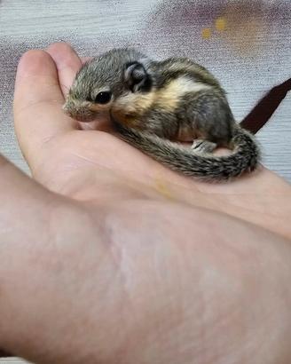 Scoiattolino