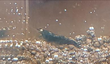 Neocaridina Blue dream OE/blu demon