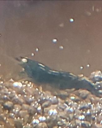 Neocaridina Blue dream OE/blu demon