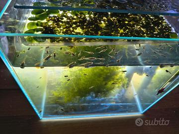 Guppy Avanotti mix
