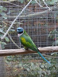 Pappagalli psittacula derbiana