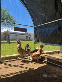Galline