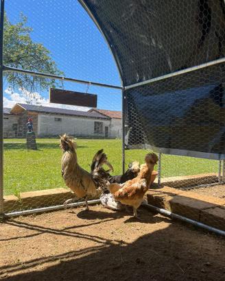 Galline