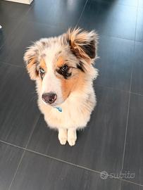 Pastore Australiano Cucciolo