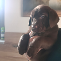 Cuccioli Labrador Retriever cioccolata