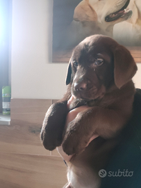 Cuccioli Labrador Retriever cioccolata