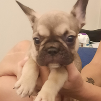 Cuccioli di Bulldog Francesi Esotici