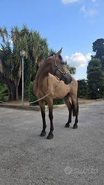 Cavallo castrone lusitano
