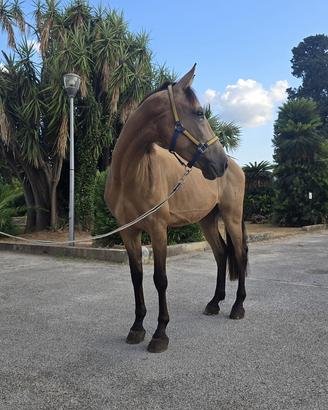 Cavallo castrone lusitano