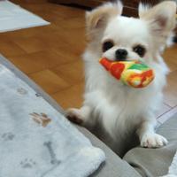 Chihuahua maschio monta