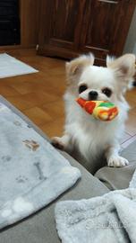 Chihuahua maschio monta