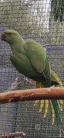parrochetto dal collare 