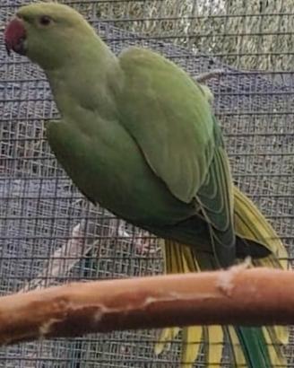 parrochetto dal collare 