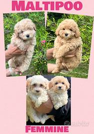 Maltipoo femmine toy e mini toy