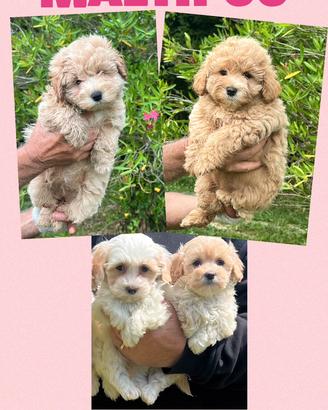 Maltipoo femmine toy e mini toy