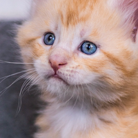 Cuccioli di Maine Coon