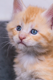 Cuccioli di Maine Coon