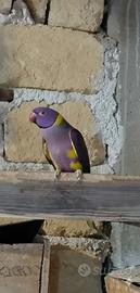 Parrocchetti dal collare