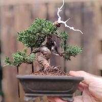 BONSAI SHOHIN ginepro giapponese ITOIGAWA