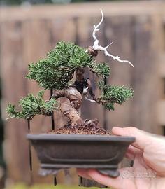 BONSAI SHOHIN ginepro giapponese ITOIGAWA