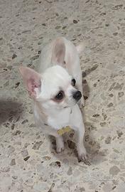 Chihuahua Maschio per monta  pedigree ENCI.