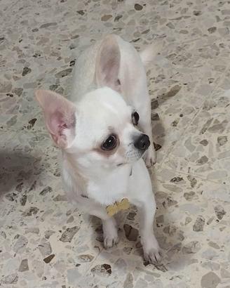 Chihuahua Maschio per monta  pedigree ENCI.