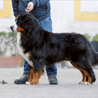 Bovaro del bernese