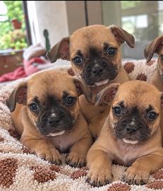 Cuccioli di bulldog francese mix