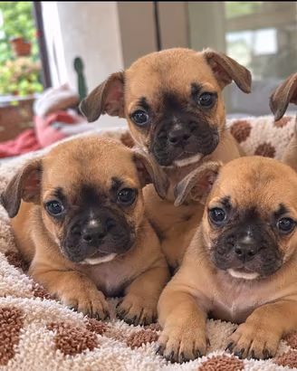 Cuccioli di bulldog francese mix
