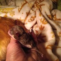 Cuccioli chihuahua festa della don.na