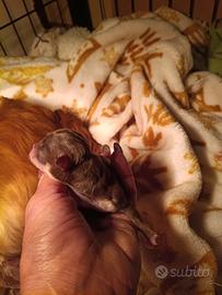 Cuccioli chihuahua festa della don.na