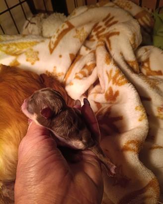 Cuccioli chihuahua festa della don.na