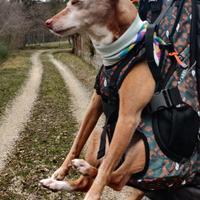 Zaino per cane